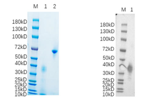 Reducing 4%-20% SDS-PAGE (CBB stained) and WB (Rabbit anti-Homo sapiens (Human) PRAME Polyclonal antibody) analysis profiles of purified PRAME.
1. PRAME: 1 μg
2. BSA: 1 μg